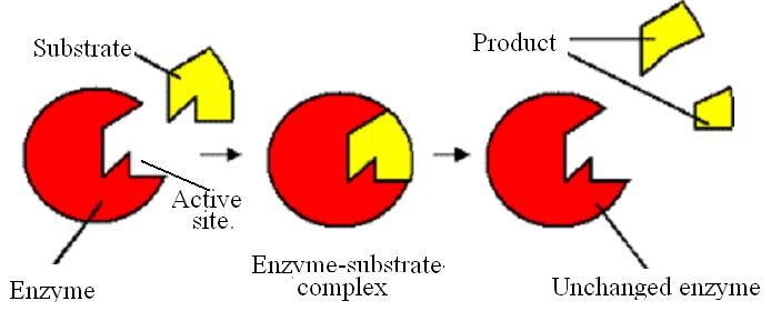 St Augustine's College Biology